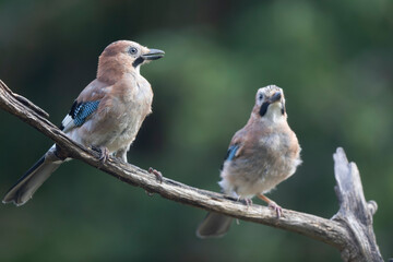 European Jay Garrulus glandarius juvenile or adult in close view