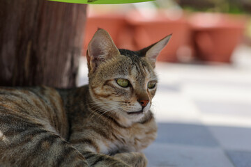 High quality image of  a lazy cat on the floor. Cat in urban setup
