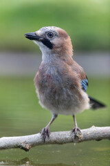 European Jay Garrulus glandarius juvenile or adult in close view