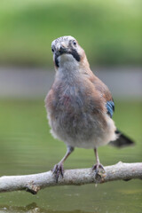 European Jay Garrulus glandarius juvenile or adult in close view