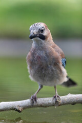 European Jay Garrulus glandarius juvenile or adult in close view