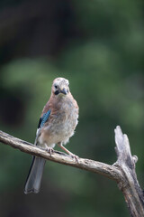 European Jay Garrulus glandarius juvenile or adult in close view