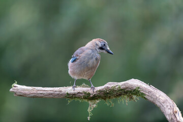 European Jay Garrulus glandarius juvenile or adult in close view