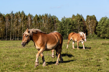 Konie na pastwisku, Podlasie, Polska