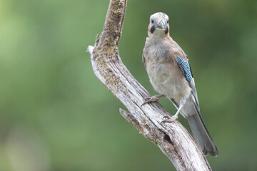 European Jay Garrulus glandarius juvenile or adult in close view