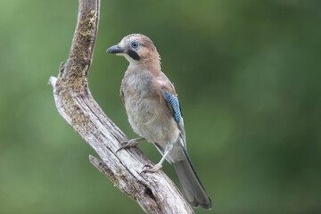 European Jay Garrulus glandarius juvenile or adult in close view