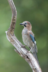 European Jay Garrulus glandarius juvenile or adult in close view