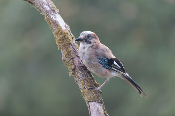 European Jay Garrulus glandarius juvenile or adult in close view