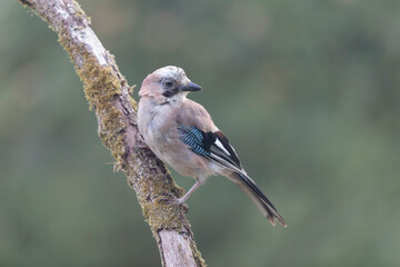 Obraz premium European Jay Garrulus glandarius juvenile or adult in close view