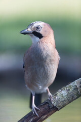 European Jay Garrulus glandarius juvenile or adult in close view