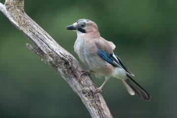 European Jay Garrulus glandarius juvenile or adult in close view