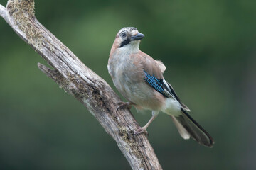 European Jay Garrulus glandarius juvenile or adult in close view