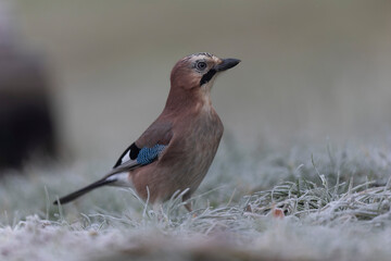 European Jay Garrulus glandarius juvenile or adult in close view