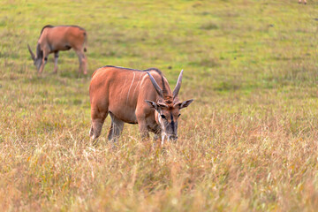 large male eland antelope grazing in the savanna