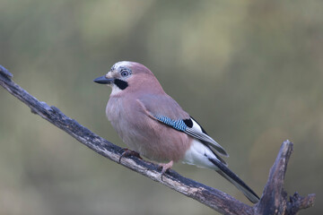 European Jay Garrulus glandarius juvenile or adult in close view