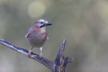 European Jay Garrulus glandarius juvenile or adult in close view