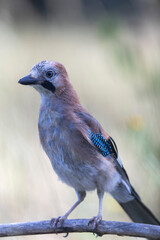 European Jay Garrulus glandarius juvenile or adult in close view