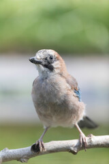 European Jay Garrulus glandarius juvenile or adult in close view