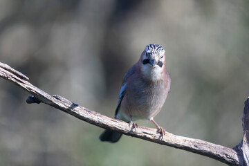 European Jay Garrulus glandarius juvenile or adult in close view