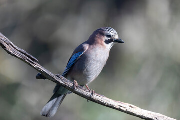 European Jay Garrulus glandarius juvenile or adult in close view