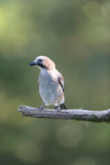 European Jay Garrulus glandarius juvenile or adult in close view