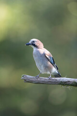 European Jay Garrulus glandarius juvenile or adult in close view