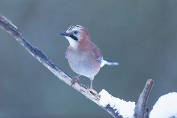 European Jay Garrulus glandarius juvenile or adult in close view