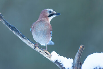 European Jay Garrulus glandarius juvenile or adult in close view