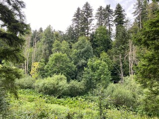 Mountain mixed forest next to the artificial reservoir Lokvarsko Lake or Lake Lokve - Croatia (Planinska mješovita šuma uz umjetnu akumulaciju Lokvarsko jezero ili oko Omladinskog jezera, Lokve