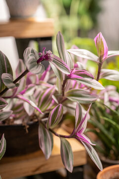 Purple tradescantia in a vintage pot on a wooden windowsill