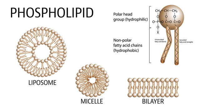 Phospholipid Structure - Liposome, Micelle, and Bilayer