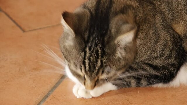 chat faisant sa toilette
