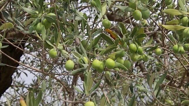 branches d'olivier avec des olives vertes