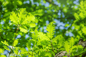 Fototapeta na wymiar Oak leaves from the genus beech. The tree is famous for its strong and dense wood. Early spring nature and ecology concept