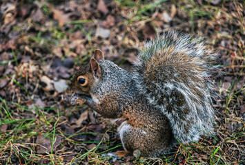 Scoiattolo a Central Park 