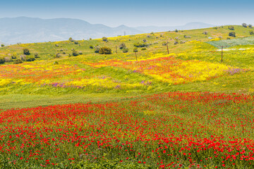 Scenic view of the field with blooming red poppies and other wildflowers. The concept of agriculture and plant cultivation of papaver flowers