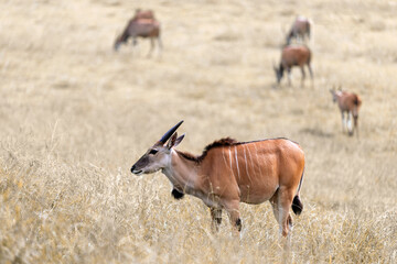 large eland antelope grazing in the savanna