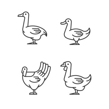 Waterfowl linear icons set. Ducks and geese raising. Turkey growing. Commercial poultry farming. Customizable thin line contour symbols. Isolated vector outline illustrations. Editable stroke