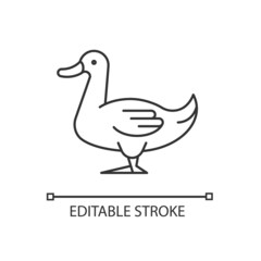 Domestic duck linear icon. Poultry farming industry. Domestic bird raising for meat and down. Thin line customizable illustration. Contour symbol. Vector isolated outline drawing. Editable stroke