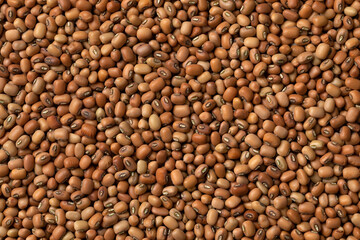 Dried Jarpesie field beans close up full frame as background 