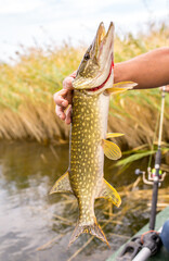 ishing on the river, a fisherman caught a fish. Fishing spinning and nets, male hobby. Commercial...