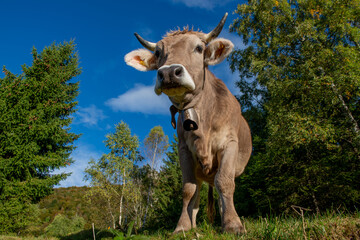 cow grazing
