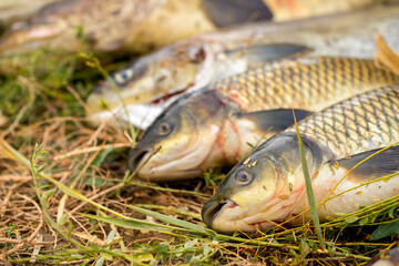 ishing on the river, a fisherman caught a fish. Fishing spinning and nets, male hobby. Commercial fishing.
