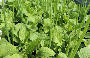 green onions and radishes grow in the garden bed