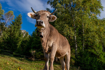 cow grazing