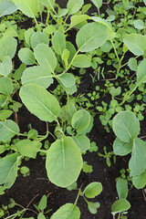cabbage seedlings grow in the garden