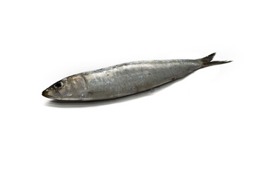 A fresh sardine on a perfect white isolated background.