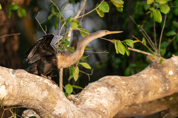 The Anhinga (Anhinga anhinga)