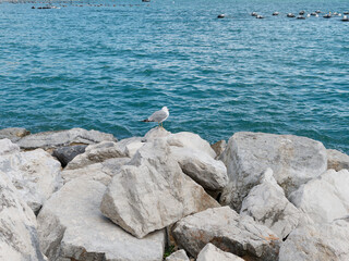 detail of the cliff in portovenere italy