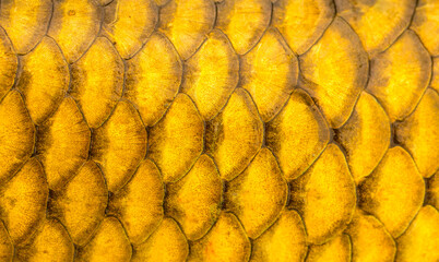 Fish scales background, texture of fish close up. Reptile skin. © Vera